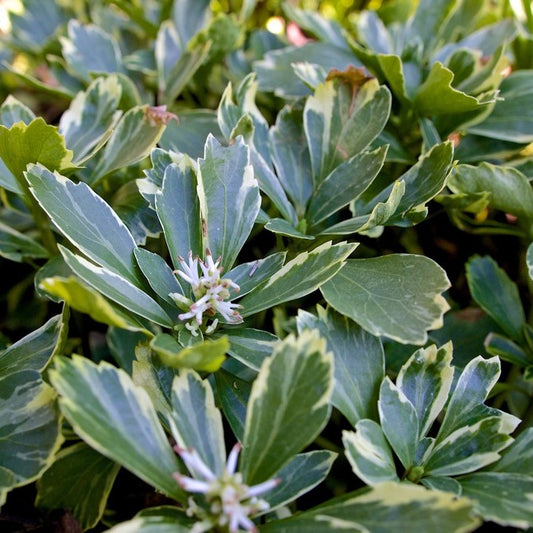 Japán kövérke (Pachysandra terminalis 'Silver Edge')
