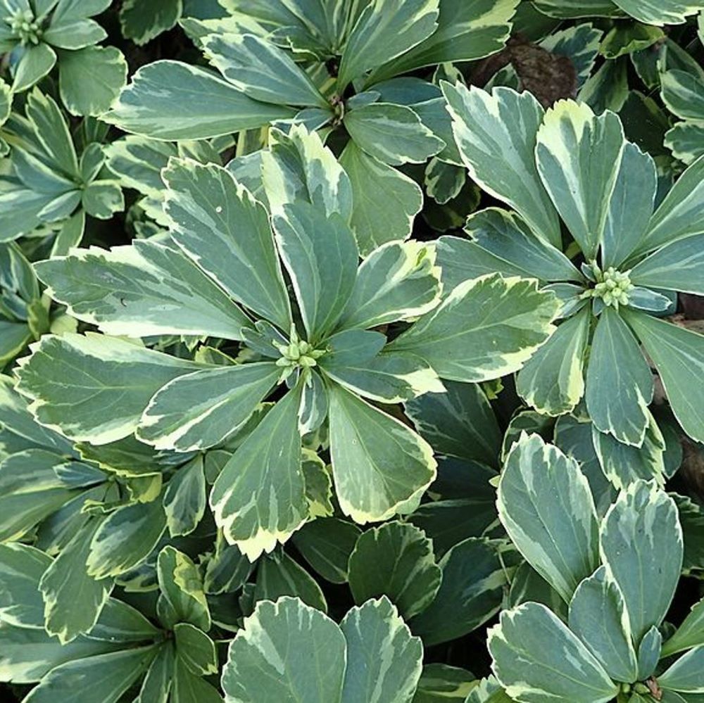 Japán kövérke (Pachysandra terminalis 'Variegata')