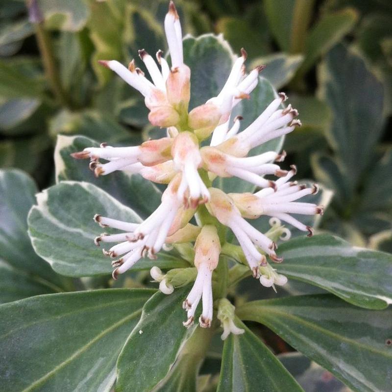 Japán kövérke (Pachysandra terminalis 'Variegata')