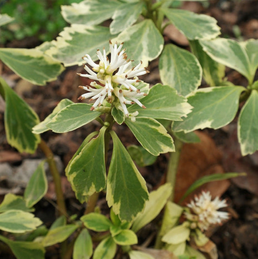 Japán kövérke (Pachysandra terminalis 'Variegata')