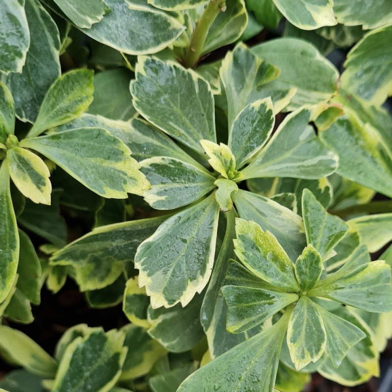 Japán kövérke (Pachysandra terminalis 'Variegata')