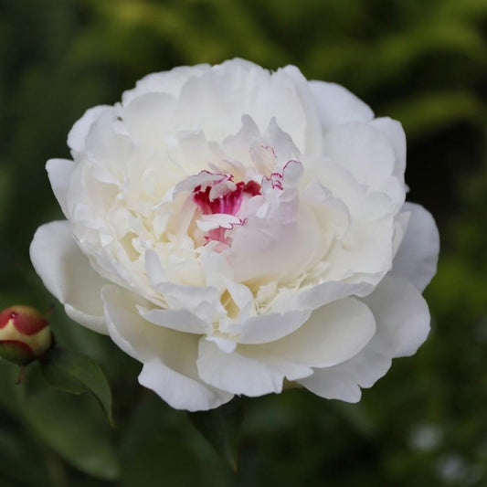 Illatos bazsarózsa (Paeonia lactiflora 'Festiva Maxima')