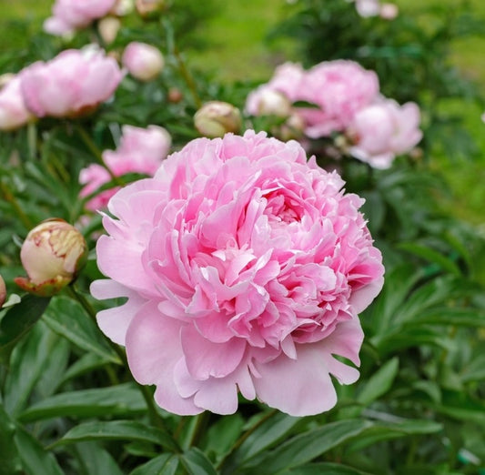Illatos bazsarózsa (Paeonia lactiflora 'Sarah Bernhardt')