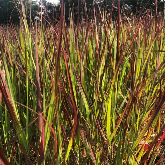 Vesszős köles (Panicum virgatum 'Squaw')