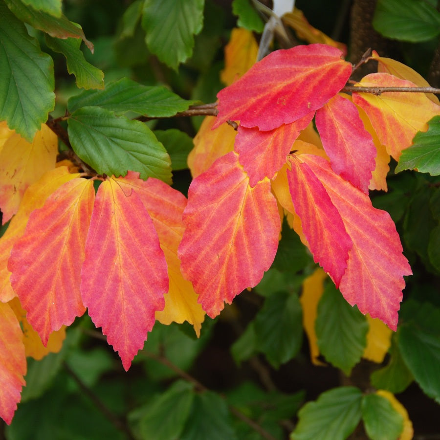 Perzsa varázsfa (Parrotia persica)