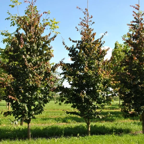 Perzsa varázsfa (Parrotia persica)
