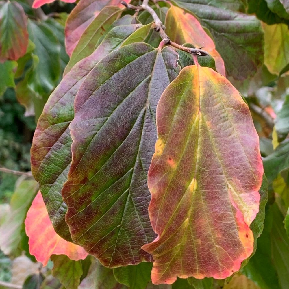 Perzsa varázsfa (Parrotia persica)