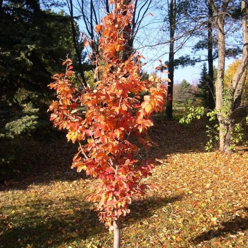Perzsa varázsfa (Parrotia persica 'Vanessa')