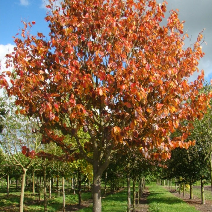 Perzsa varázsfa (Parrotia persica 'Vanessa')
