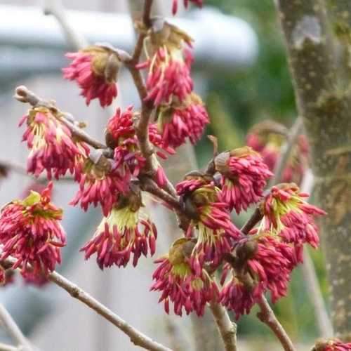Perzsa varázsfa (Parrotia persica 'Vanessa')