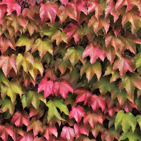 Tapadókorongos vadszőlő (Parthenocissus tricuspidata 'Veitchii')