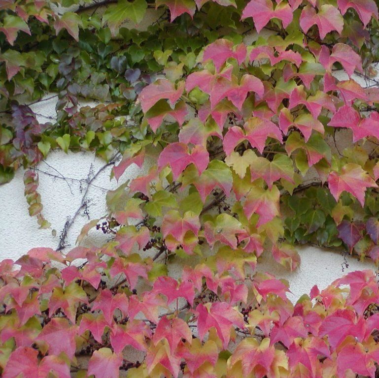 Tapadókorongos vadszőlő (Parthenocissus tricuspidata 'Veitchii')