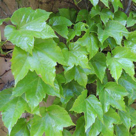 Tapadókorongos vadszőlő (Parthenocissus tricuspidata 'Veitchii')