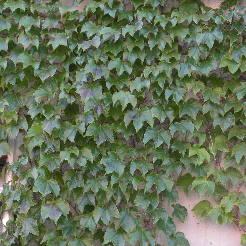 Tapadókorongos vadszőlő (Parthenocissus tricuspidata 'Veitchii')