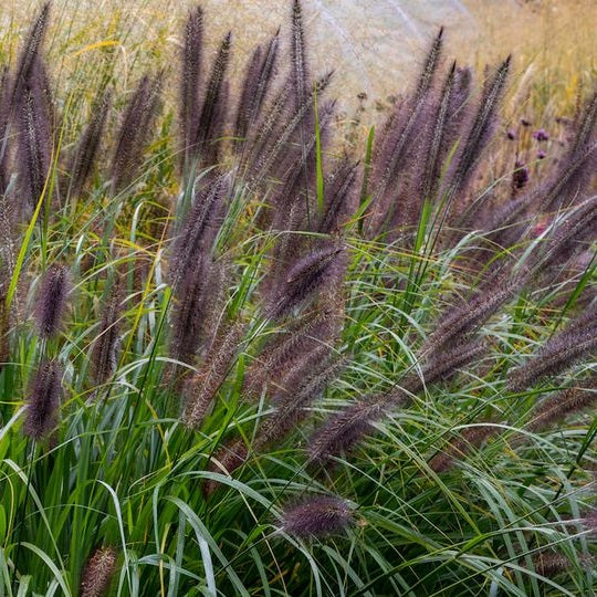 Tollborzfű (Pennisetum alopecuroides 'Black Beauty')