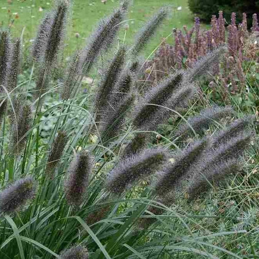 Tollborzfű (Pennisetum alopecuroides 'Black Beauty')