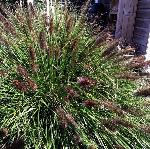 Tollborzfű (Pennisetum alopecuroides 'Black Beauty')