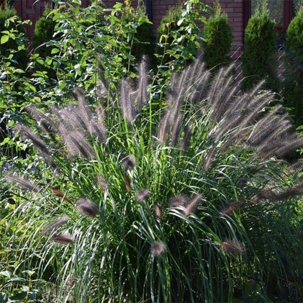 Tollborzfű (Pennisetum alopecuroides 'Black Beauty')