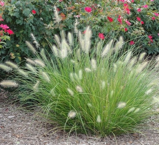 Tollborzfű (Pennisetum alopecuroides 'Little Bunny')