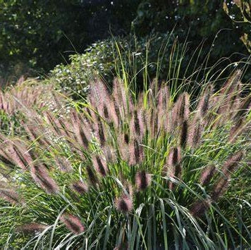 Tollborzfű (Pennisetum alopecuroides var. viridescens)