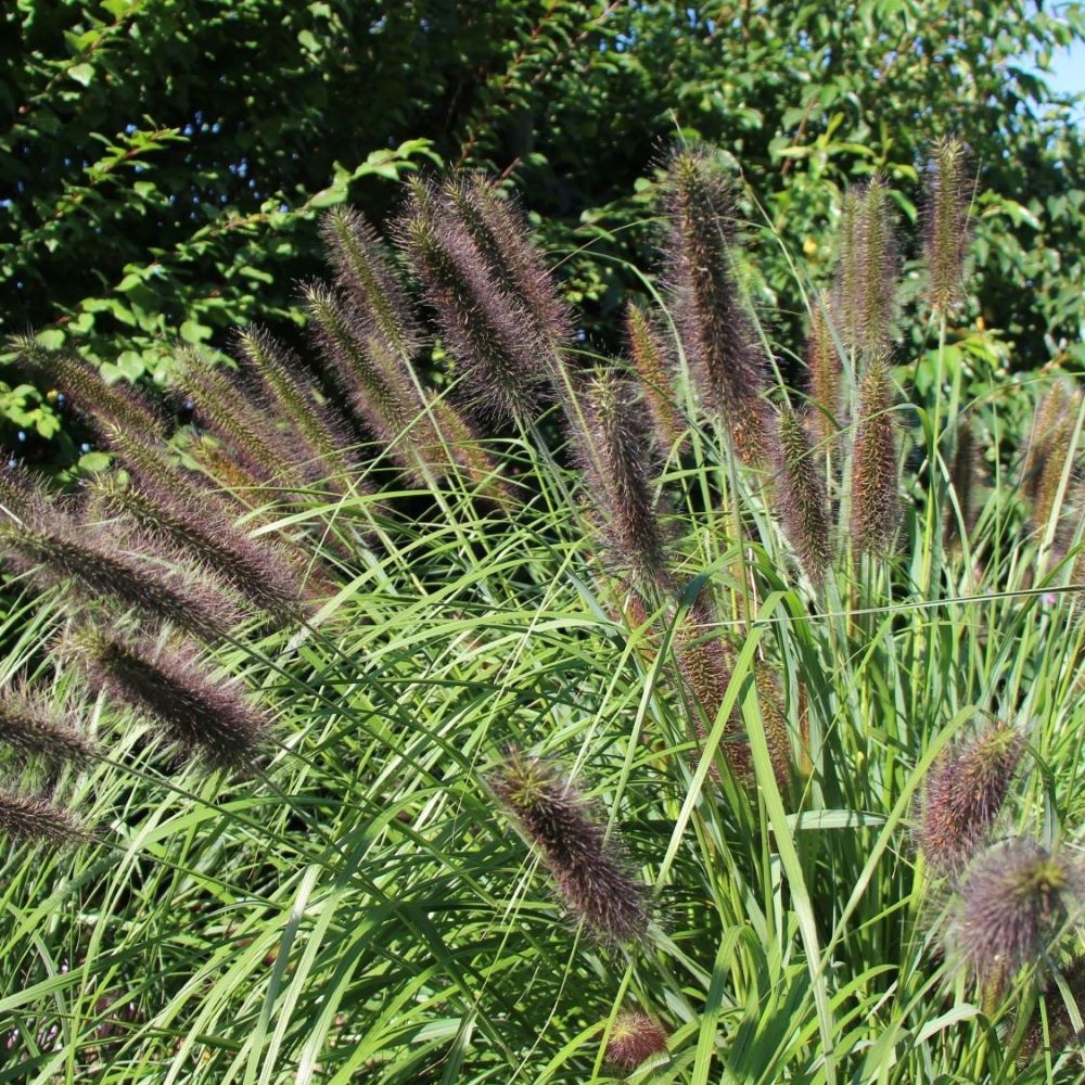 Tollborzfű (Pennisetum alopecuroides var. viridescens)