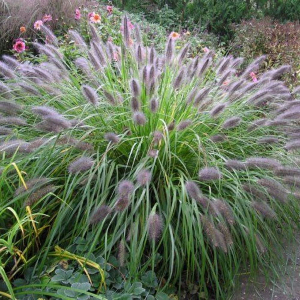 Tollborzfű (Pennisetum alopecuroides var. viridescens)