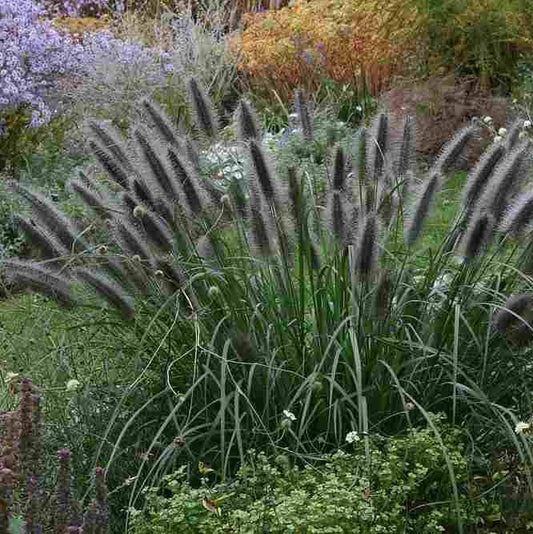 Tollborzfű (Pennisetum alopecuroides var. viridescens)