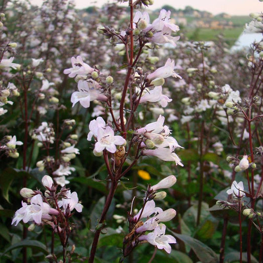 Bíborlevelű bugatölcsér (Penstemon digitalis 'Husker Red')