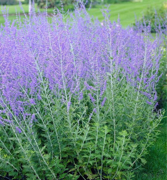 Sudárzsálya (Perovskia atriplicifolia 'Little Spire')