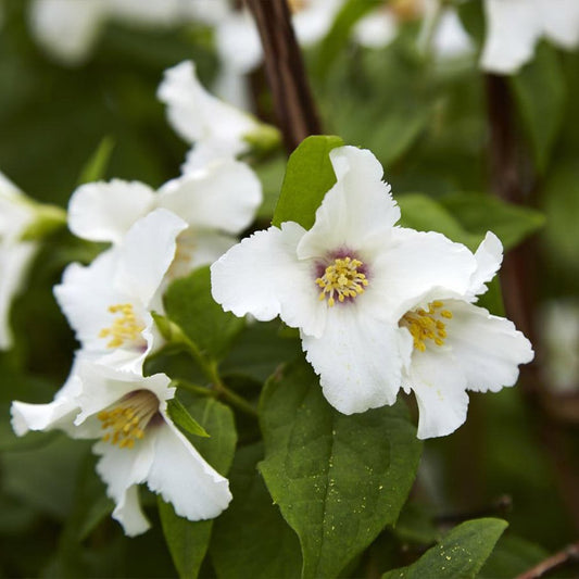Jezsámen (Philadelphus 'Belle Etoile')