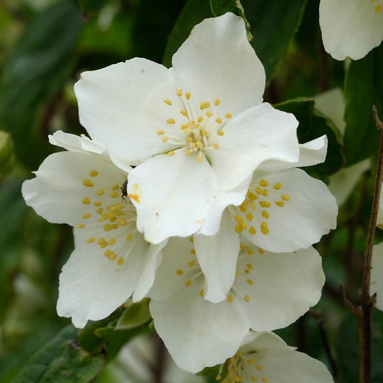 Közönséges jezsámen (Philadelphus coronarius)