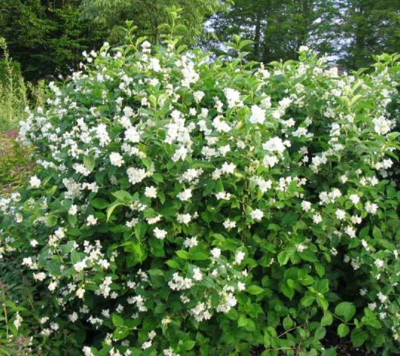 Közönséges jezsámen (Philadelphus coronarius)