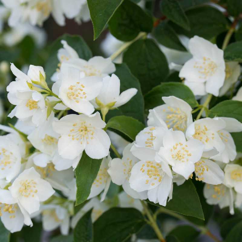 Közönséges jezsámen (Philadelphus coronarius)