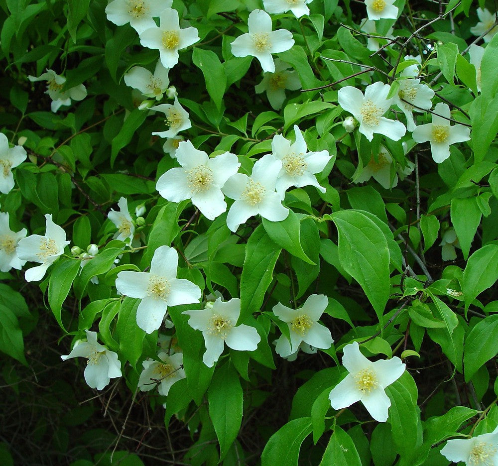 Közönséges jezsámen (Philadelphus coronarius)