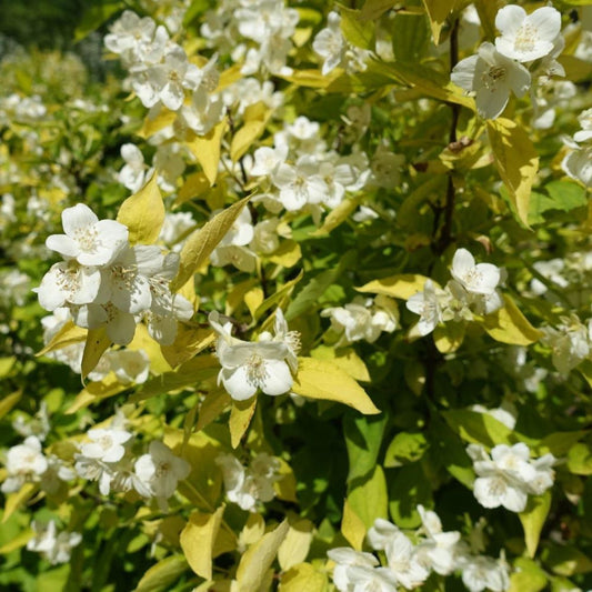 Jezsámen (Philadelphus coronarius 'Aureus')