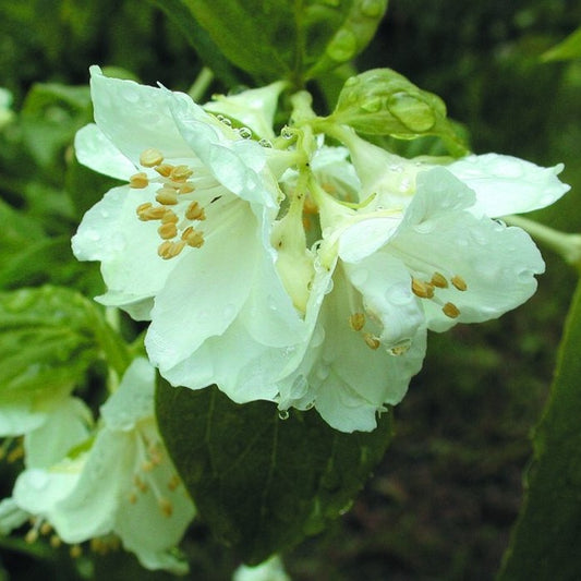 Jezsámen (Philadelphus 'Mont Blanc')