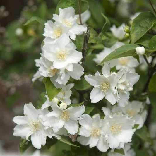 Jezsámen (Philadelphus x virginalis 'Dame Blanche')