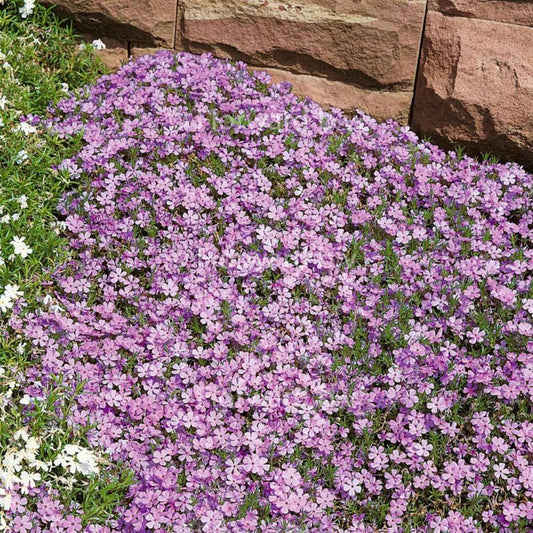 Törpe lángvirág (Phlox douglasii 'Lilac Cloud')