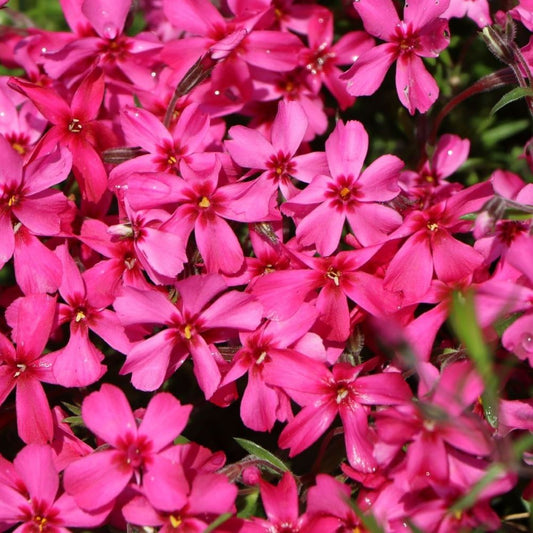 Árlevelű lángvirág (Phlox subulata 'Atropurpurea')