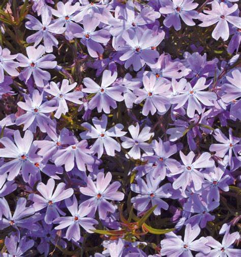 Árlevelű lángvirág (Phlox subulata 'Emerald Cushion Blue')