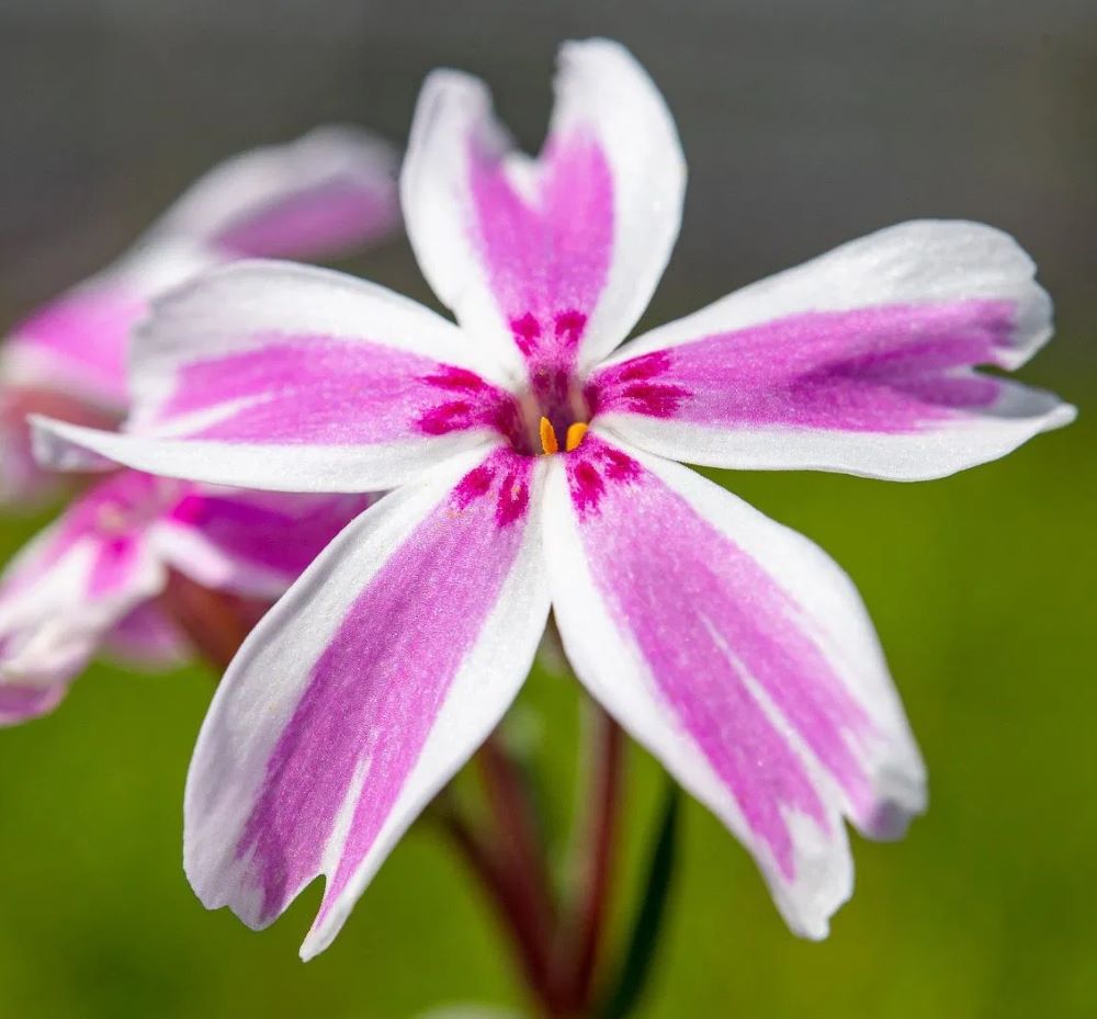 Árlevelű lángvirág (Phlox subulata 'Kimono Pink White')