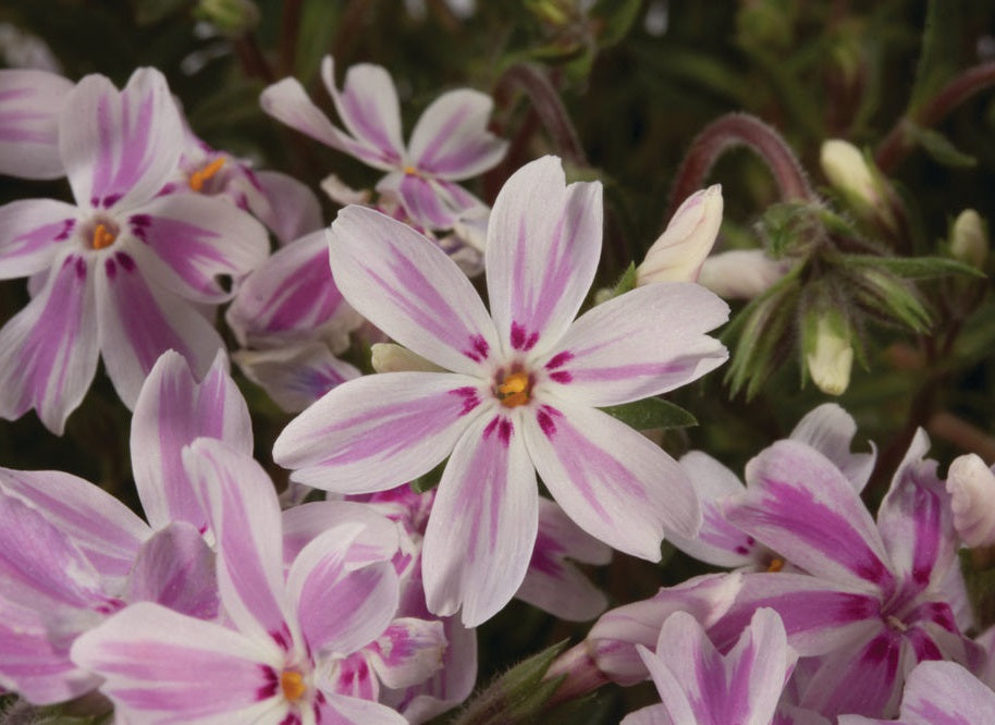 Árlevelű lángvirág (Phlox subulata 'Kimono Pink White')