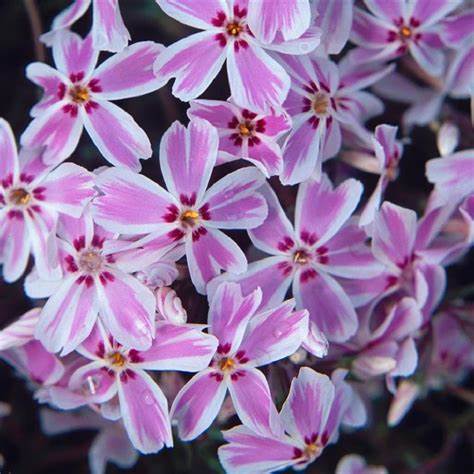 Árlevelű lángvirág (Phlox subulata 'Kimono Pink White')