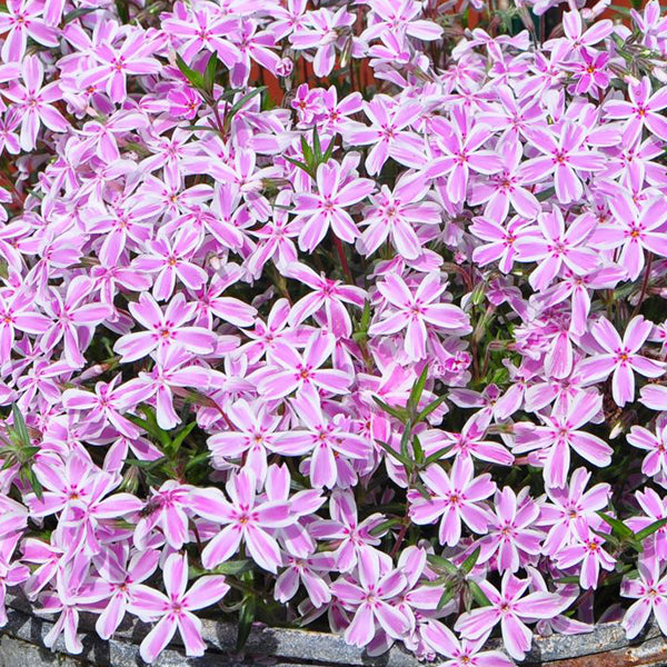 Árlevelű lángvirág (Phlox subulata 'Kimono Pink White')