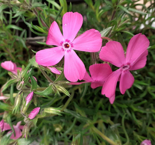 Árlevelű lángvirág (Phlox subulata 'McDaniel's Cushion')