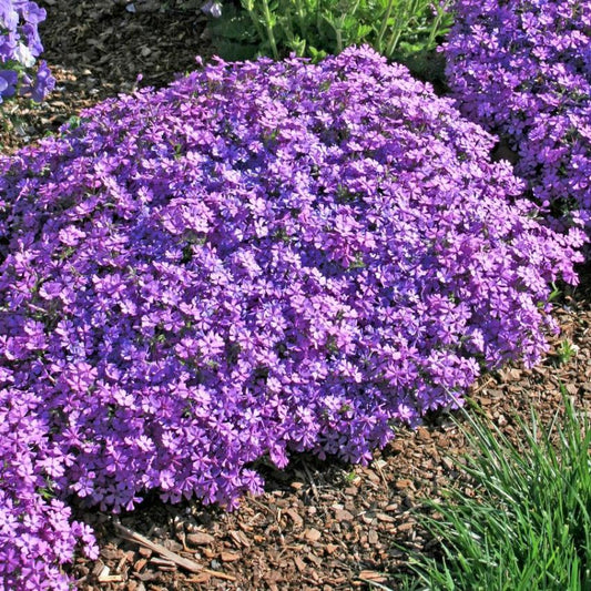 Árlevelű lángvirág (Phlox subulata 'Purple Beauty')