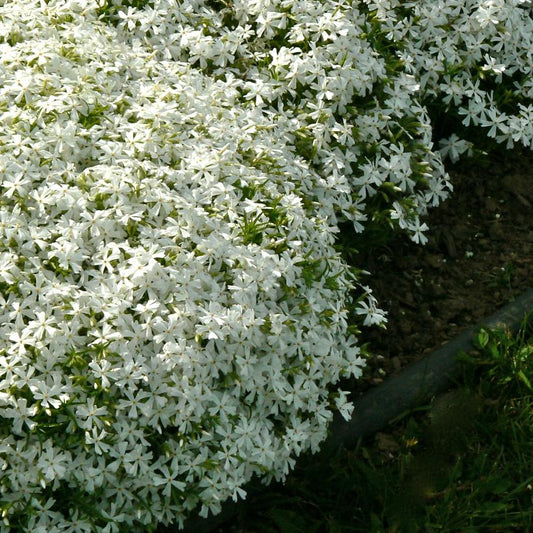 Árlevelű lángvirág (Phlox subulata 'White Delight')