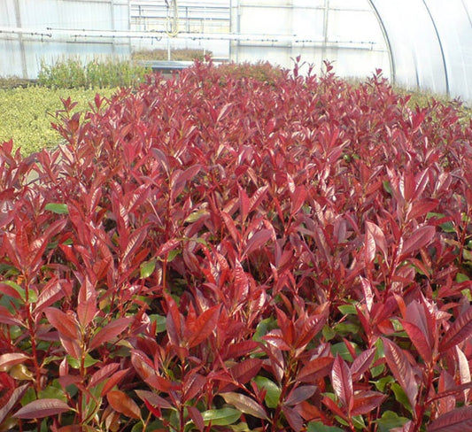 Korallberkenye (Photinia x fraeseri 'Camilvy')