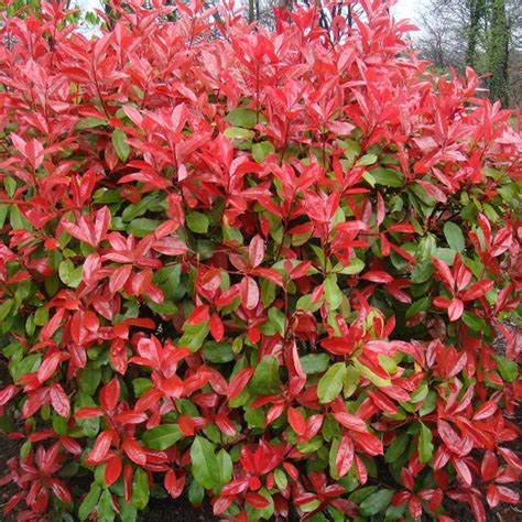 Korallberkenye (Photinia x fraeseri 'Red Robin')