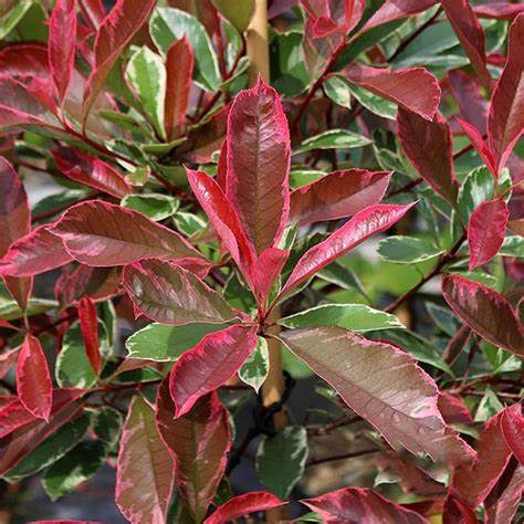 Korallberkenye (Photinia x fraseri 'Pink Marble' (syn.: 'Cassini'))